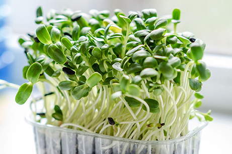 GROWING SPROUTS – SPRING IS IN THE AIR!