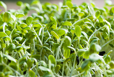 GROWING SPROUTS – SPRING IS IN THE AIR!
