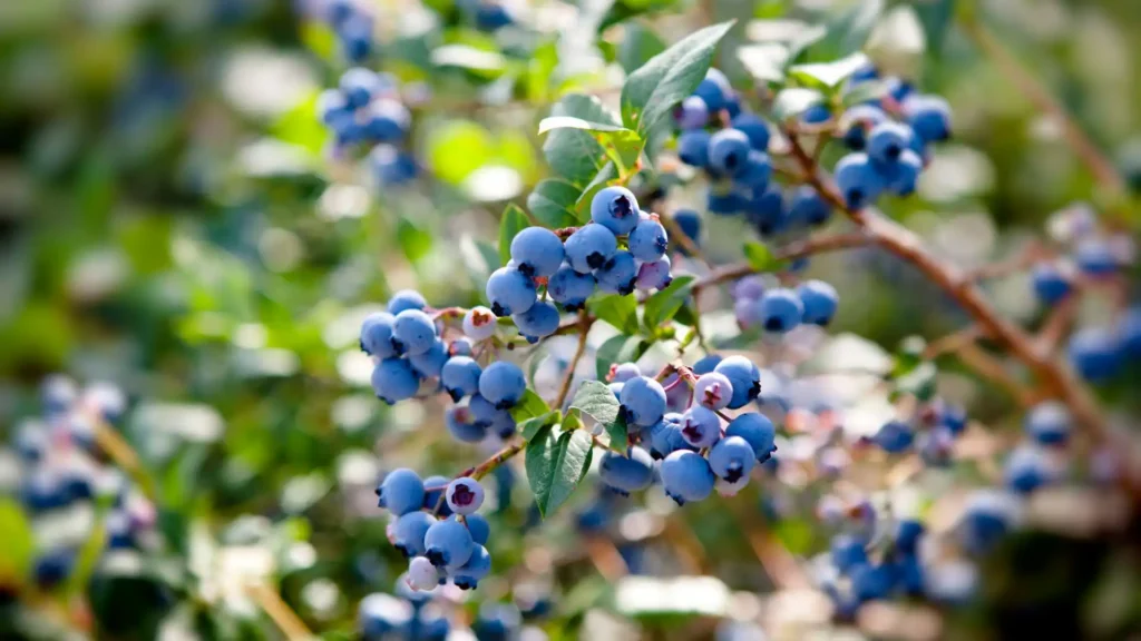 Wild Blueberry Bush