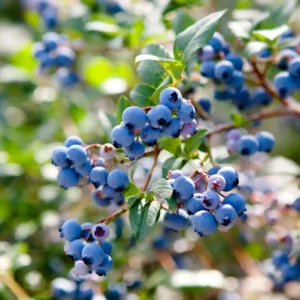 Wild Blueberry Bush