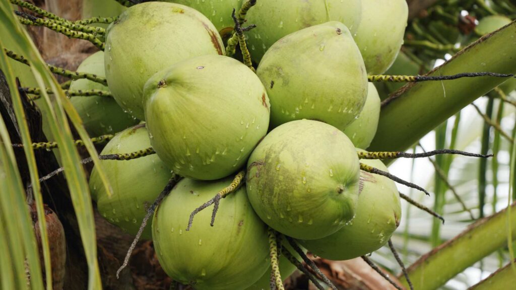 Coconut Water The Healthiest Way to Hydrate! feature image