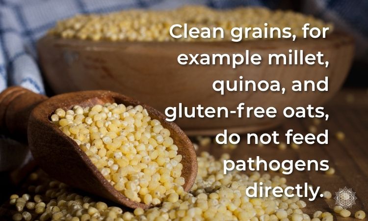Do Grains and Beans Feed Strep? Clean Grains like millet don't directly feed the pathogens