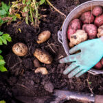 How to Grow Your Own Potatoes Pin