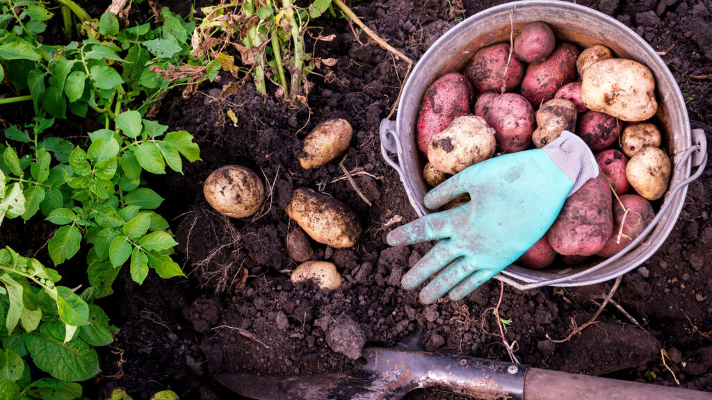 How to Grow Your Own Potatoes Featured Image