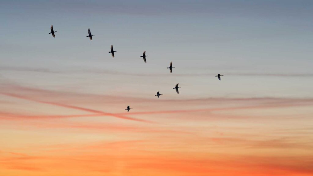 Bird Flu: the next pandemic? feature image