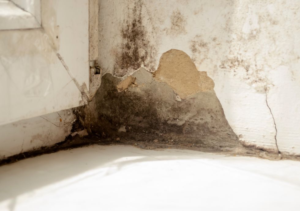 MOLD PREVENTION & REMEDIATION WORKSHOP