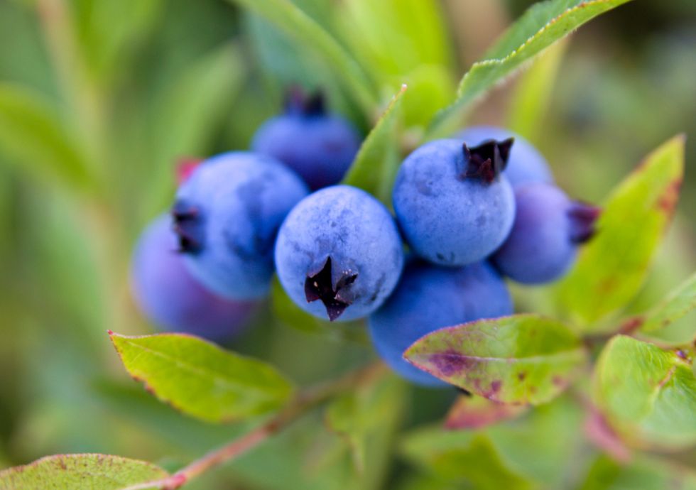 Unforgiving Four vs. Holy Four