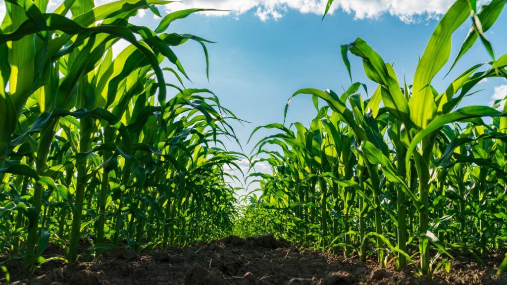 Eating for Health: Leaving Corn Behind feature image