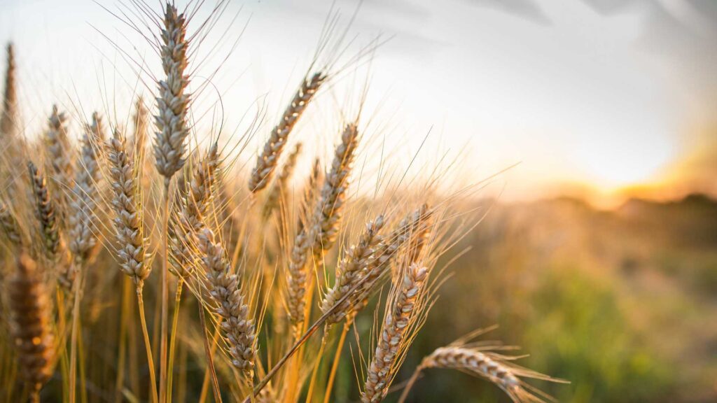 Going Gluten-Free to Heal: How to do it and Why feature image