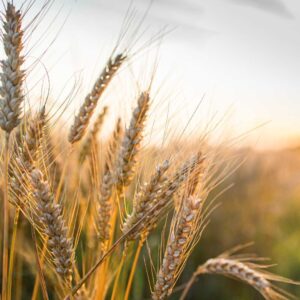 Going Gluten-Free to Heal: How to do it and Why feature image