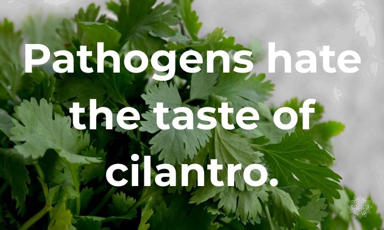 Pathogens hate the taste of cilantro and it is an ingredient in the Samosa Potato Salad Recipe
