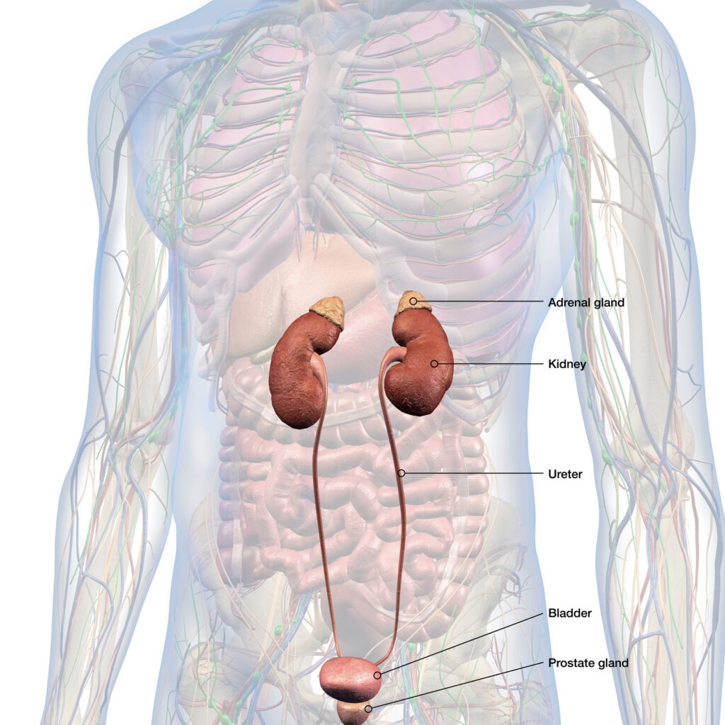 Adrenals, Kidneys, Urinary System, Prostate Gland Labeled