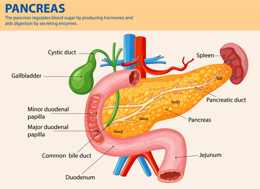 pancreas anatomy and insulin production