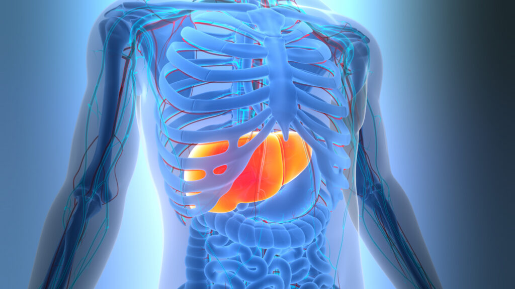 liver function and blood sugar regulation