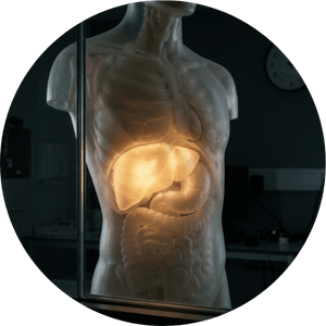 A translucent human torso appears in a dark space with the liver glowing softly from within. A nearby clock points to 3am, illustrating the connection between liver function and nighttime waking.