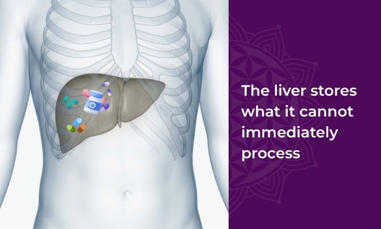 The liver stores what it cannot process