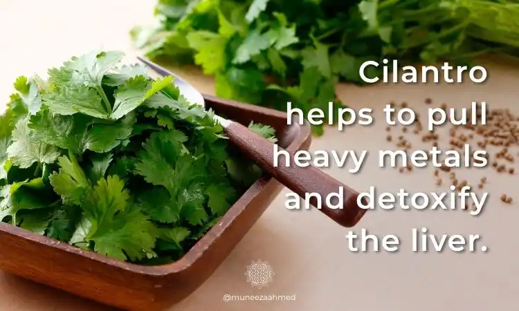Cilantro leaves in a wooden bowl