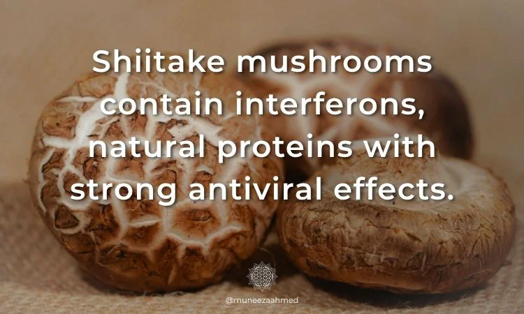 Shiitake mushrooms contain interferons