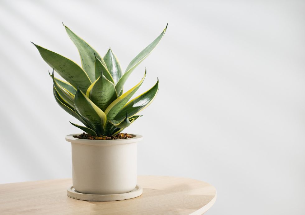 Purifying the air from chemicals in your home